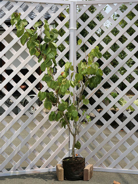 ハナズオウ 1.5m 露地 苗木(11440円)