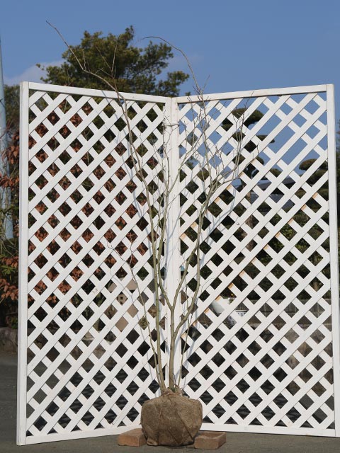 ハナズオウ 2m 露地 苗木(10450円)