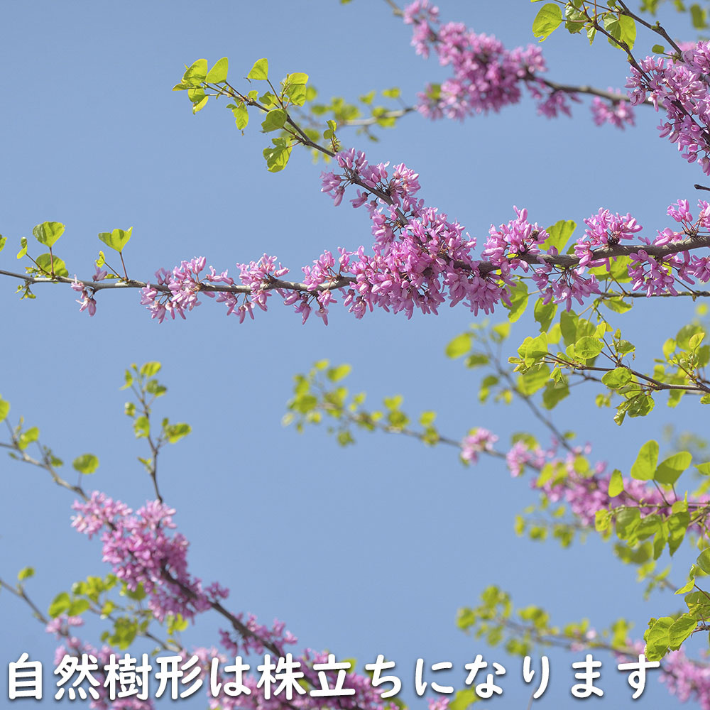 ハナズオウ 1.5m 露地 苗木 SKC2320203261