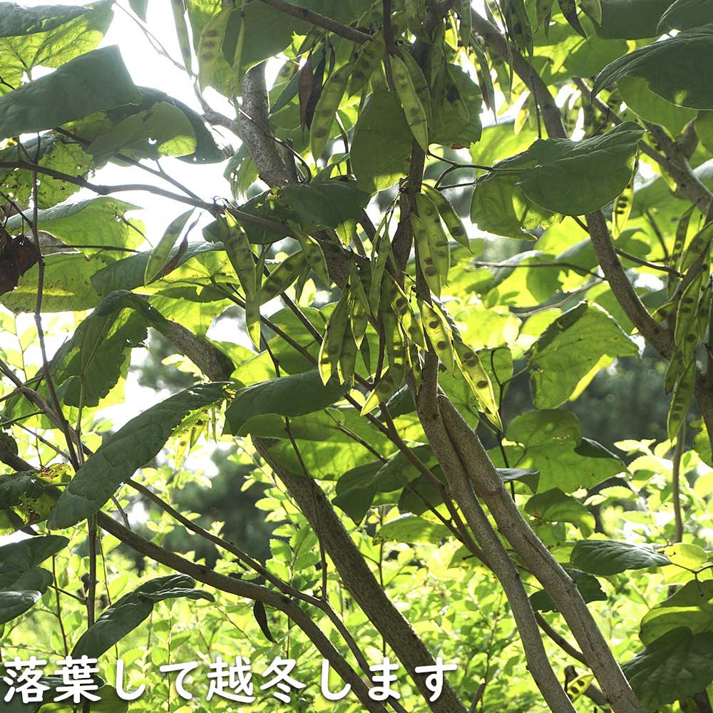 ハナズオウ 1.5m 露地 苗木 ハナズオウ