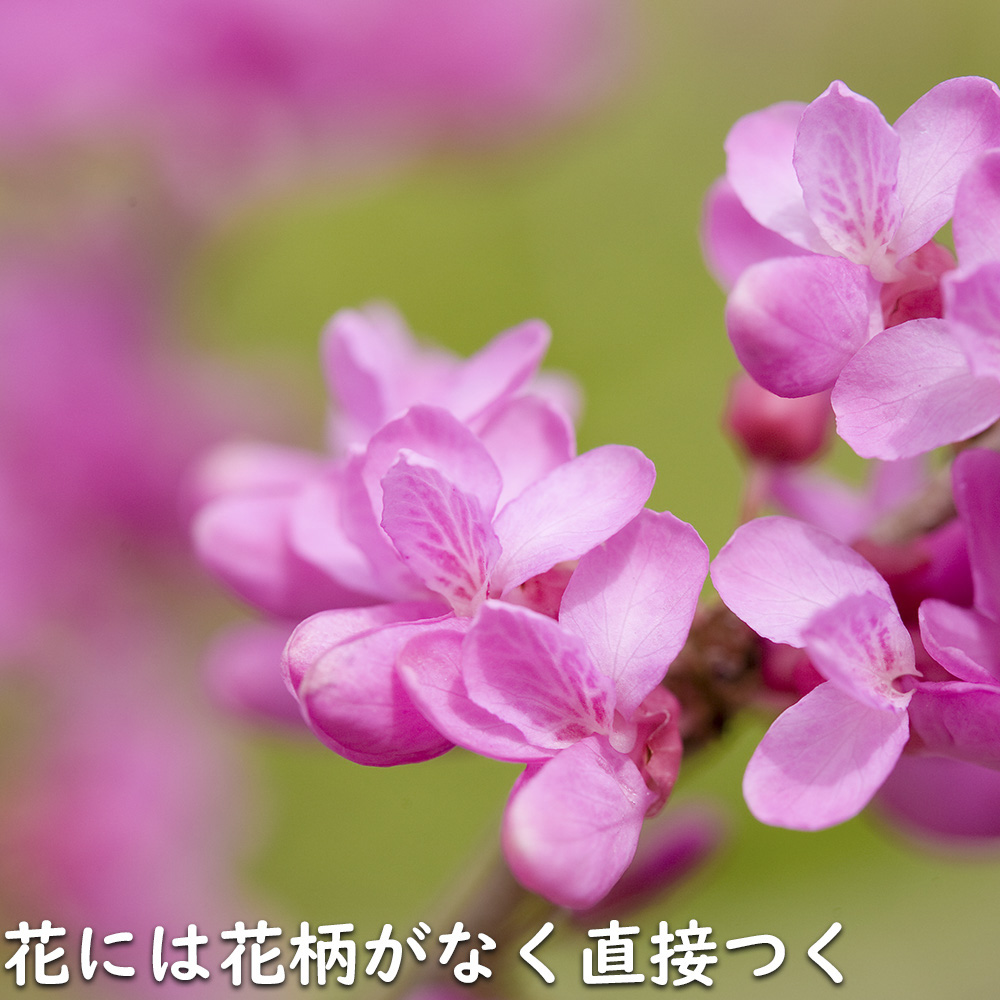 ハナズオウ 1.5m 露地 苗木 SKC2320203261