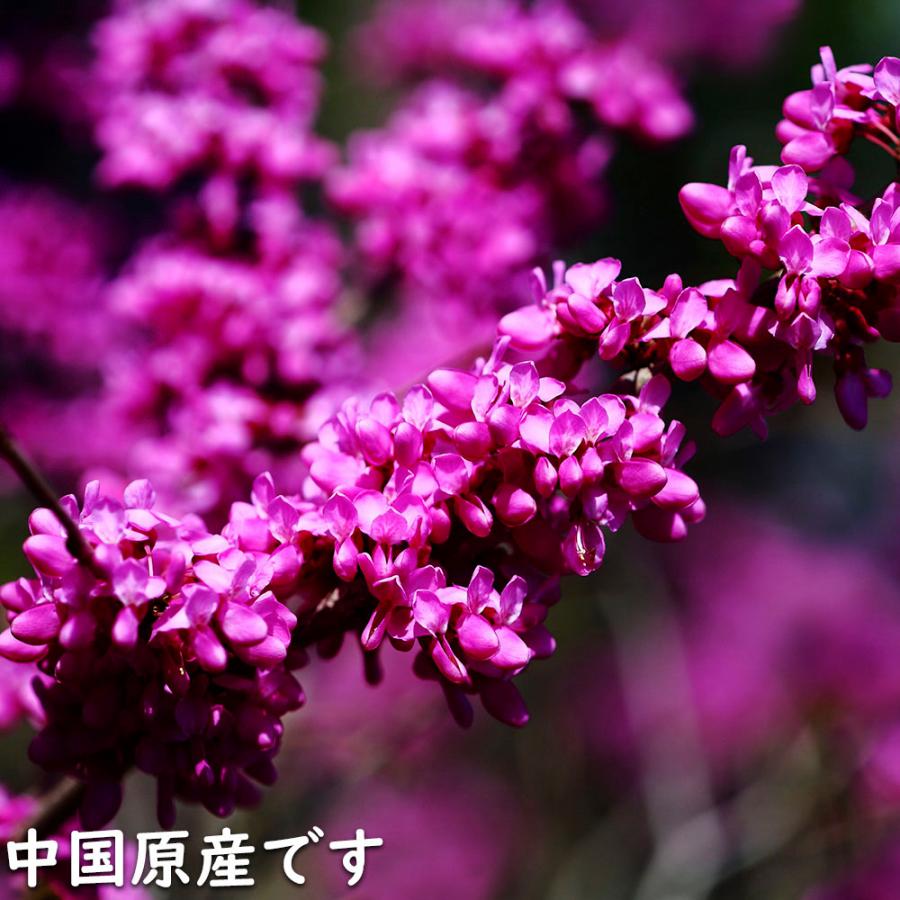 ハナズオウ 1.5m 露地 苗木 SKC2320203261