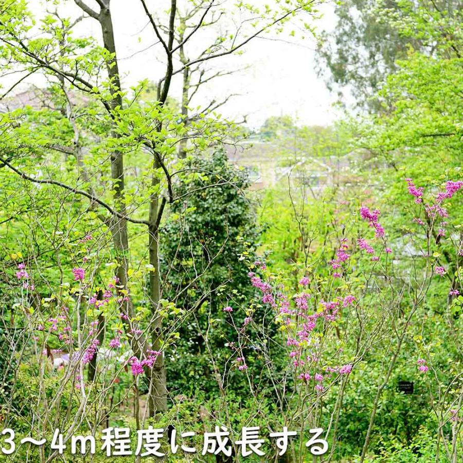 ハナズオウ 1.5m 露地 苗木 SKC2320203261