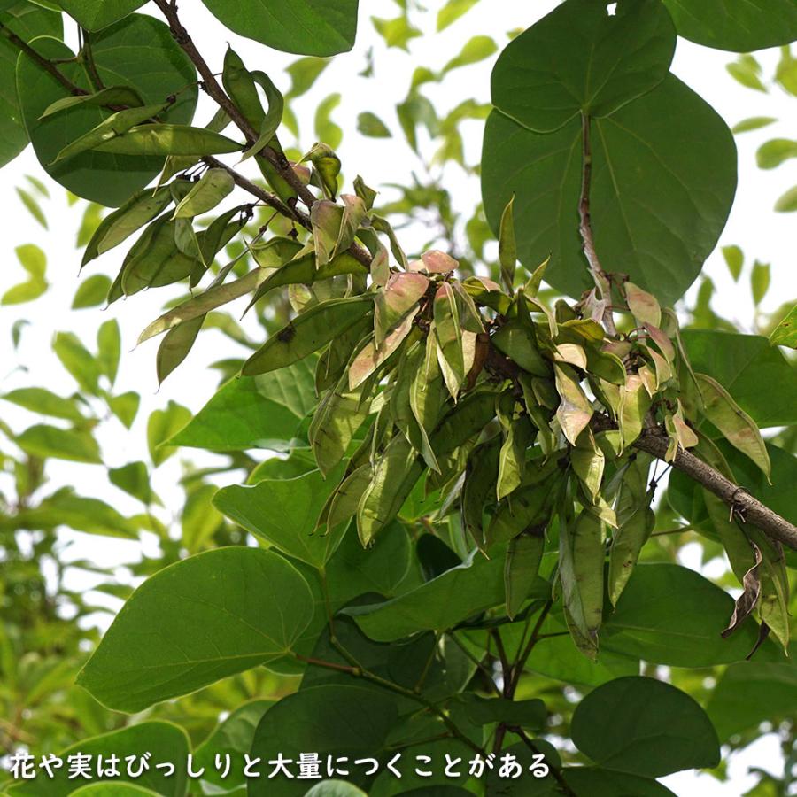 ハナズオウ 1.5m 露地 苗木 SKC2320203261