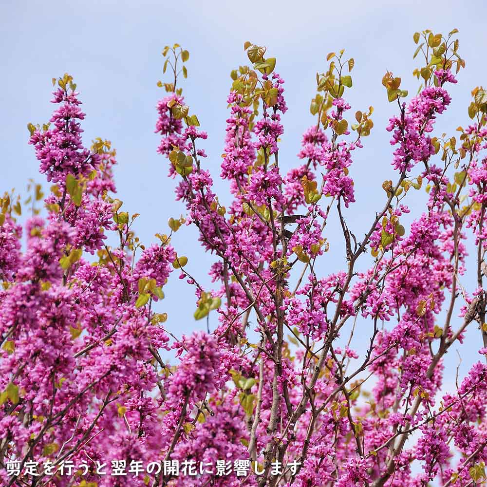 ハナズオウ 1.5m 露地 苗木 SKC2320203261