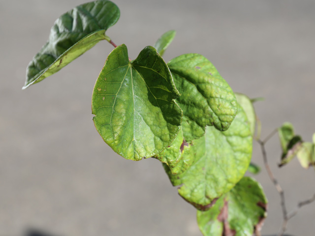 ハナズオウ 1.5m 露地 苗木 SKC2320203261