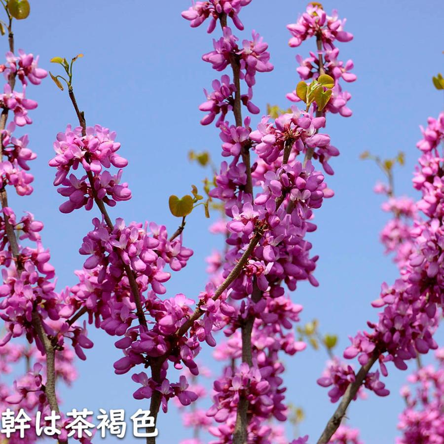 ハナズオウ 1.5m 露地 苗木 SKC2320203261