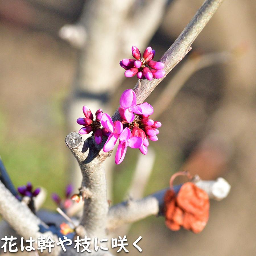 ハナズオウ 1.5m 露地 苗木 SKC2320203261