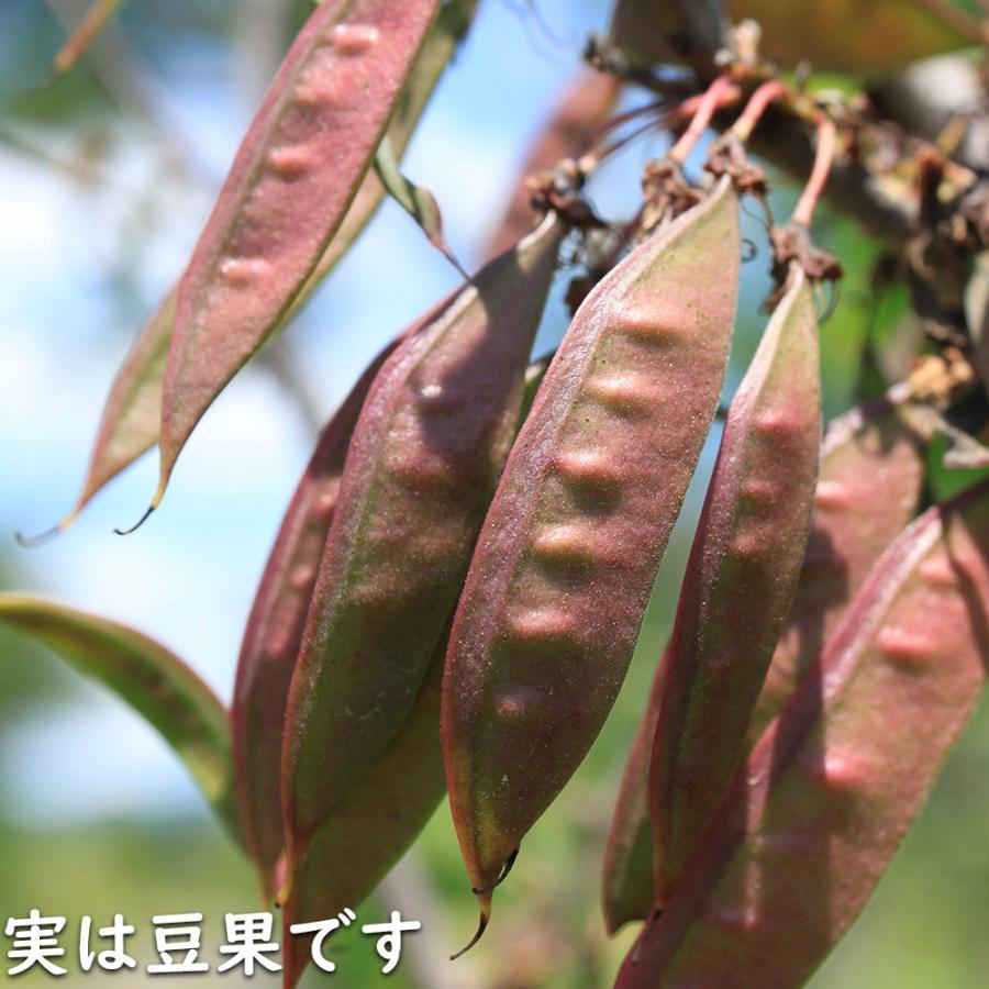 ハナズオウ 1.5m 露地 苗木 SKC2320203261