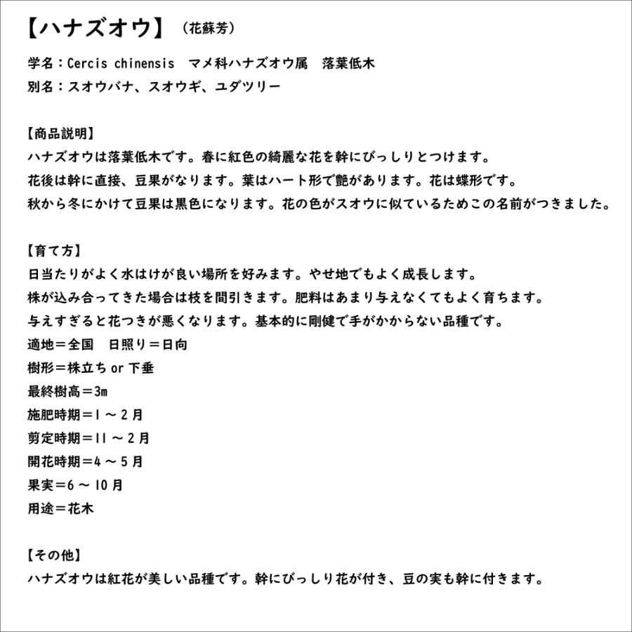 ハナズオウ 1.5m 露地 苗木 SKC2320203261