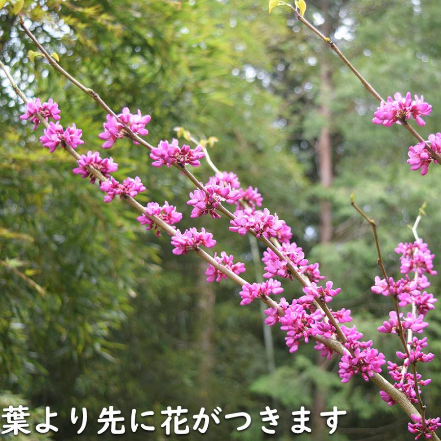 ハナズオウ 1.5m 露地 苗木 SKC2320203261