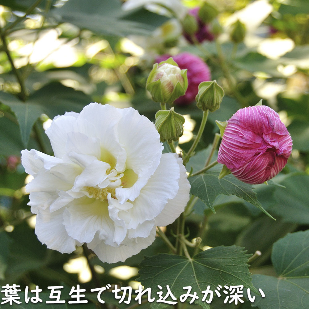 �X�C�t���E 10.5cm�|�b�g �c �֘A�摜3