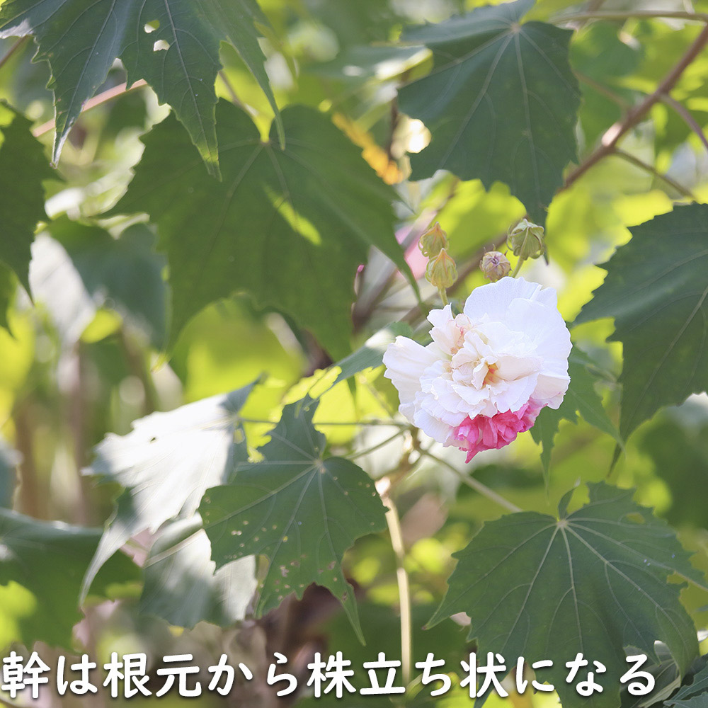 �X�C�t���E 10.5cm�|�b�g �c �֘A�摜4
