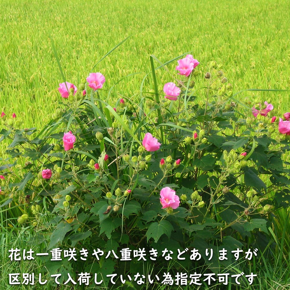 �X�C�t���E 10.5cm�|�b�g �c �֘A�摜5