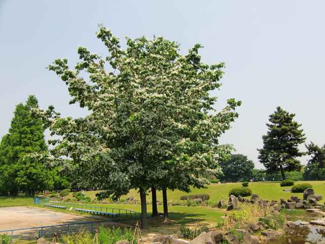 アメリカヒトツバタゴ 2.5m 露地 苗木 アメリカヒトツバタゴ 2.5m 露地 苗木