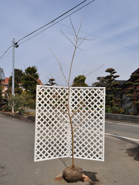 アメリカヒトツバタゴ 2.5m 露地 苗木(14300円)