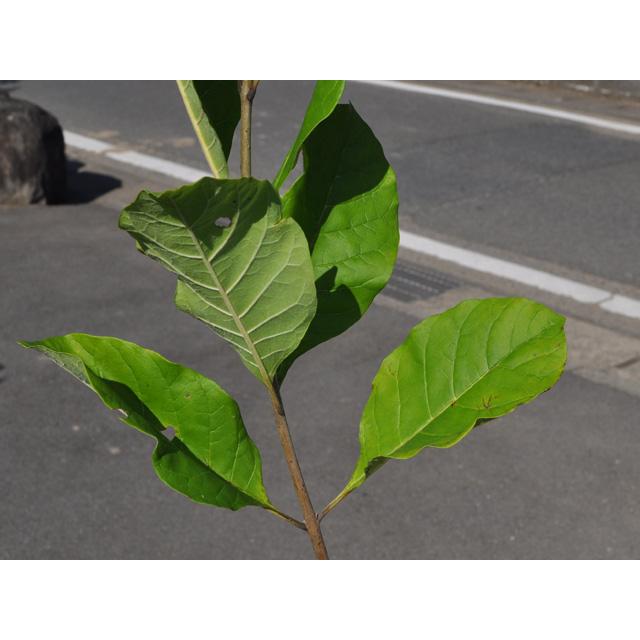 アメリカヒトツバタゴ 2.5m 露地 苗木 アメリカヒトツバタゴ 2.5m 露地 苗木