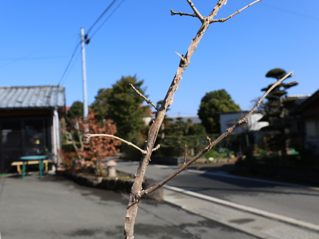 アメリカヒトツバタゴ 2.5m 露地 苗木 アメリカヒトツバタゴ 商品情報