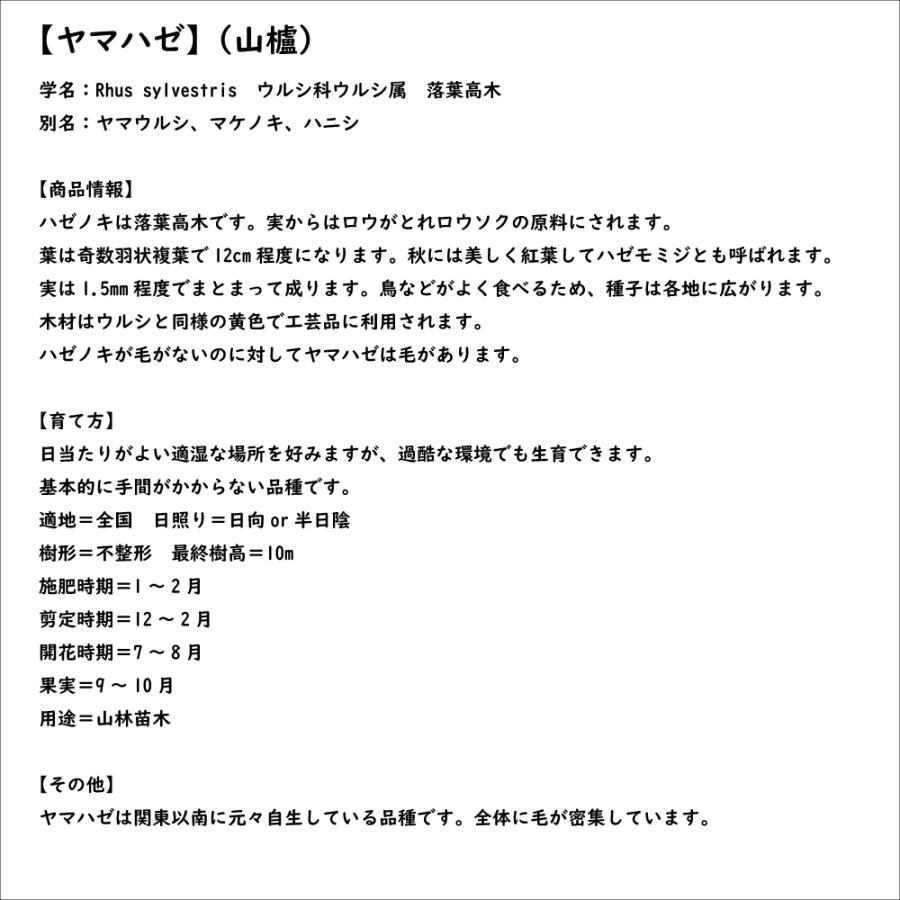 ヤマハゼ 0.5m 10.5cmポット 苗｜green-netbox｜08