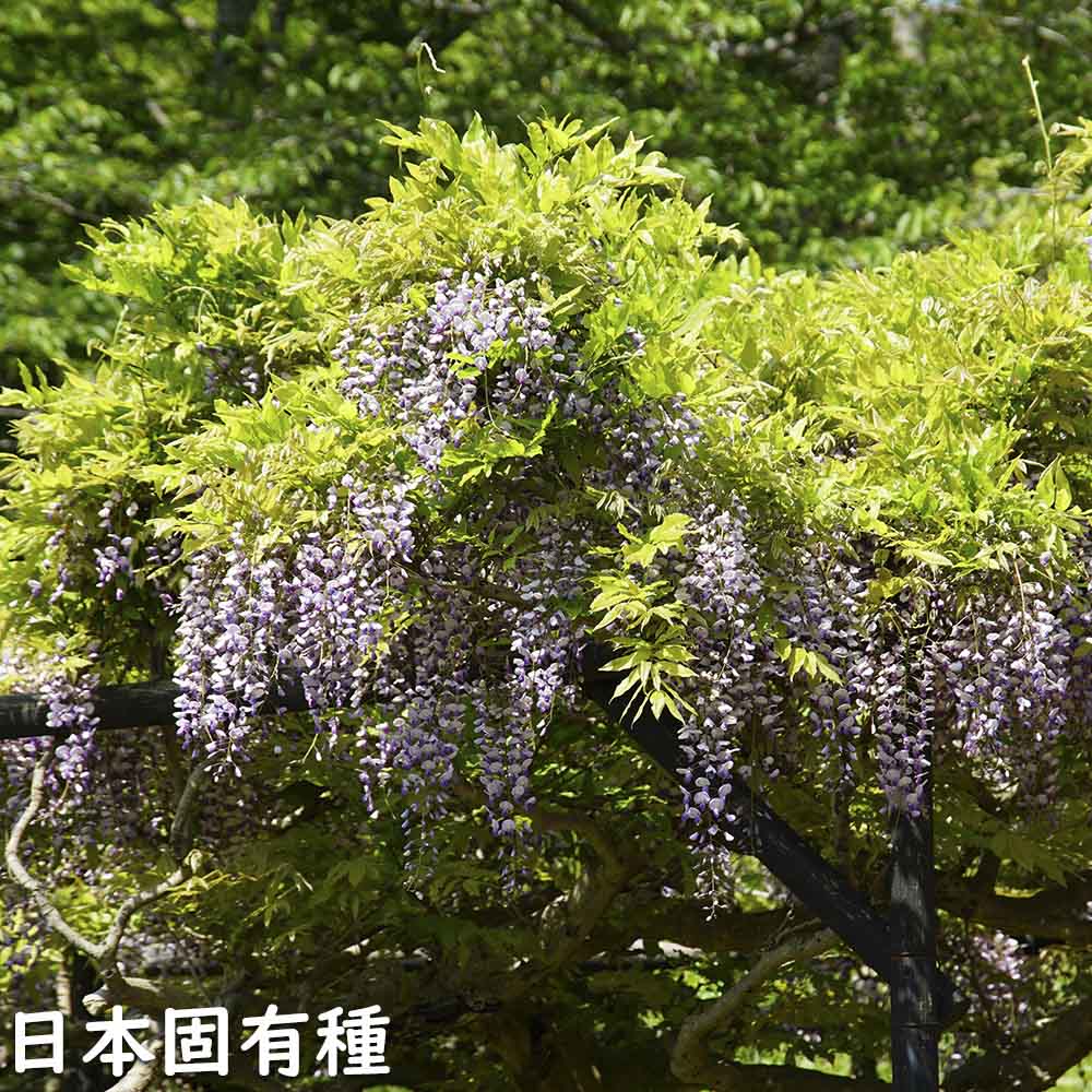 フジ苗A 藤 フジの花の木 約2m 規格販売 特大株 植木 苗木 大苗 フジ