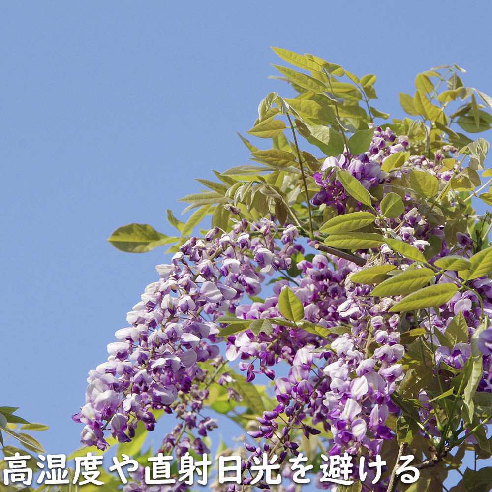 フジ苗A 藤 フジの花の木 約2m 規格販売 特大株 植木 苗木 大苗 フジ