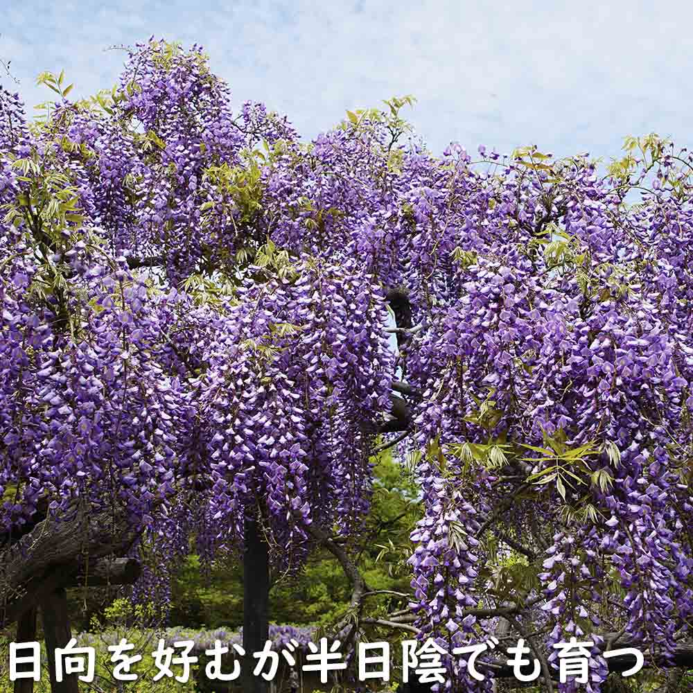 フジ 0.8m 露地 苗 : トオヤマグリーン - 通販 - Yahoo!ショッピング