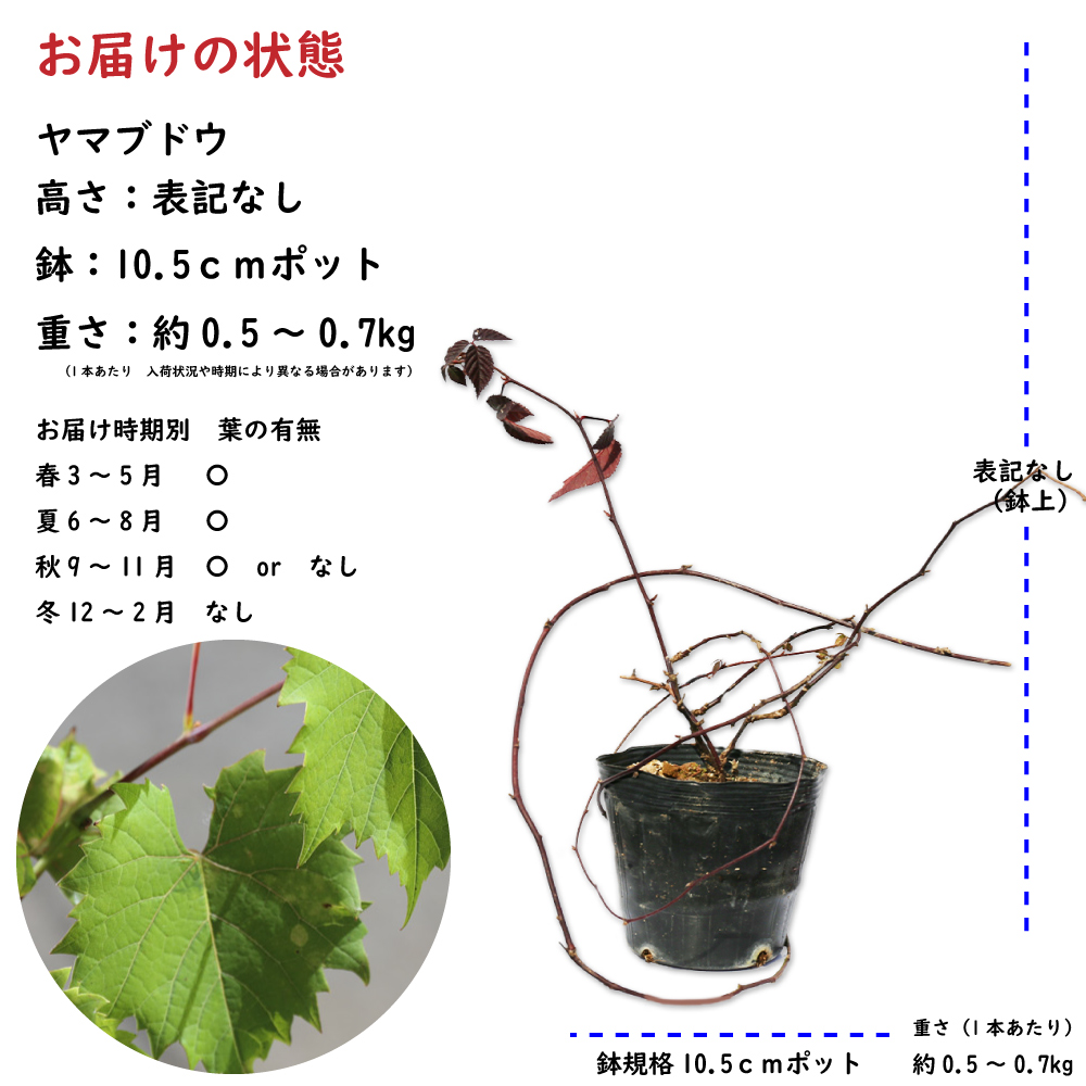 ヤマブドウ 10.5cmポット 苗｜green-netbox｜02