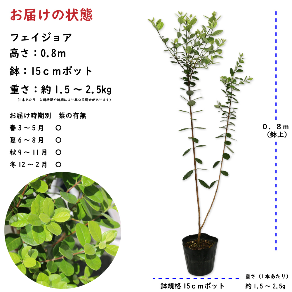 フェイジョア 0.8m 15cmポット 苗 - 常緑樹