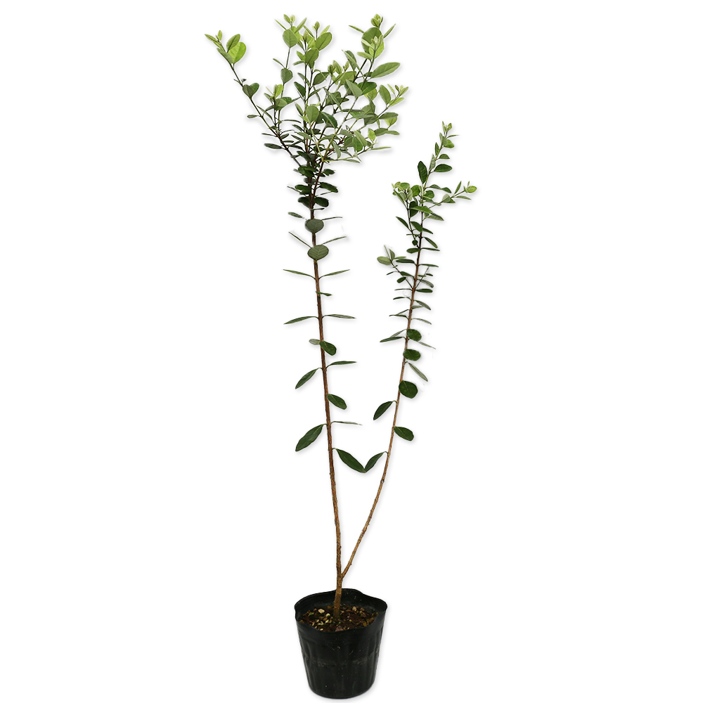 フェイジョア 0.8m 15cmポット 苗 - 常緑樹