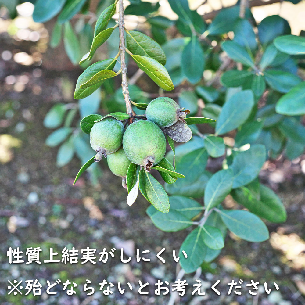 フェイジョア 0.8m 露地 2本 苗 常緑樹 | www.pdmsince1885.com