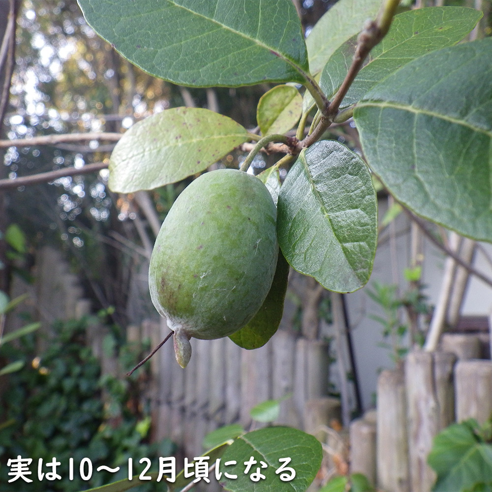 フェイジョア 0.5m 10.5cmポット 苗 - 常緑樹