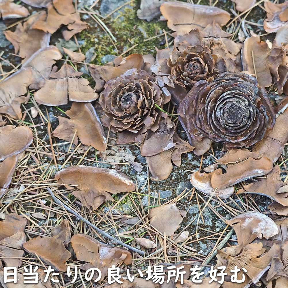 ヒマラヤスギ 0.8m 露地 2本 苗 : トオヤマグリーン - 通販 - Yahoo
