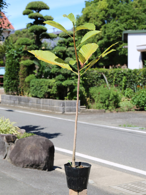ほおのき ホオノキ 0.7m 15cmポット 苗 : トオヤマグリーン - 通販 - Yahoo