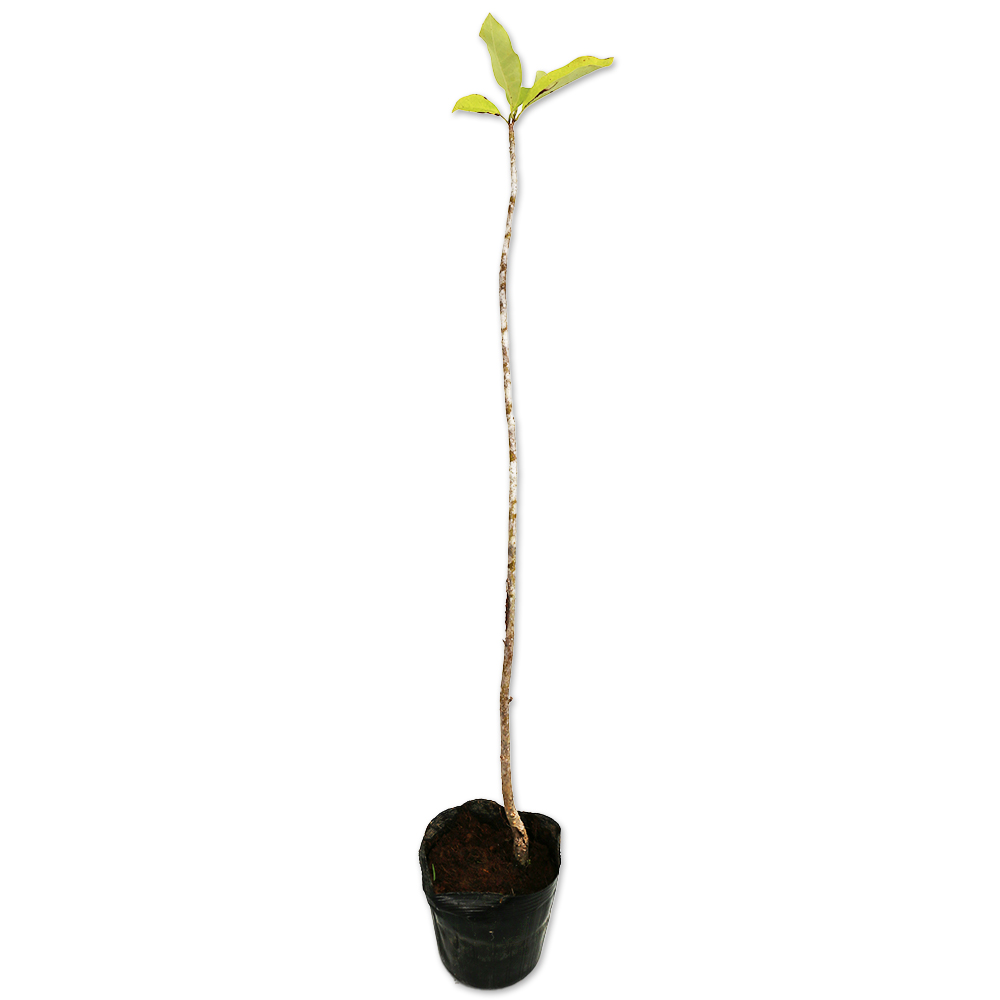 ホオノキ 2.3m 露地 苗木 落葉樹 | elasticavirtual.com