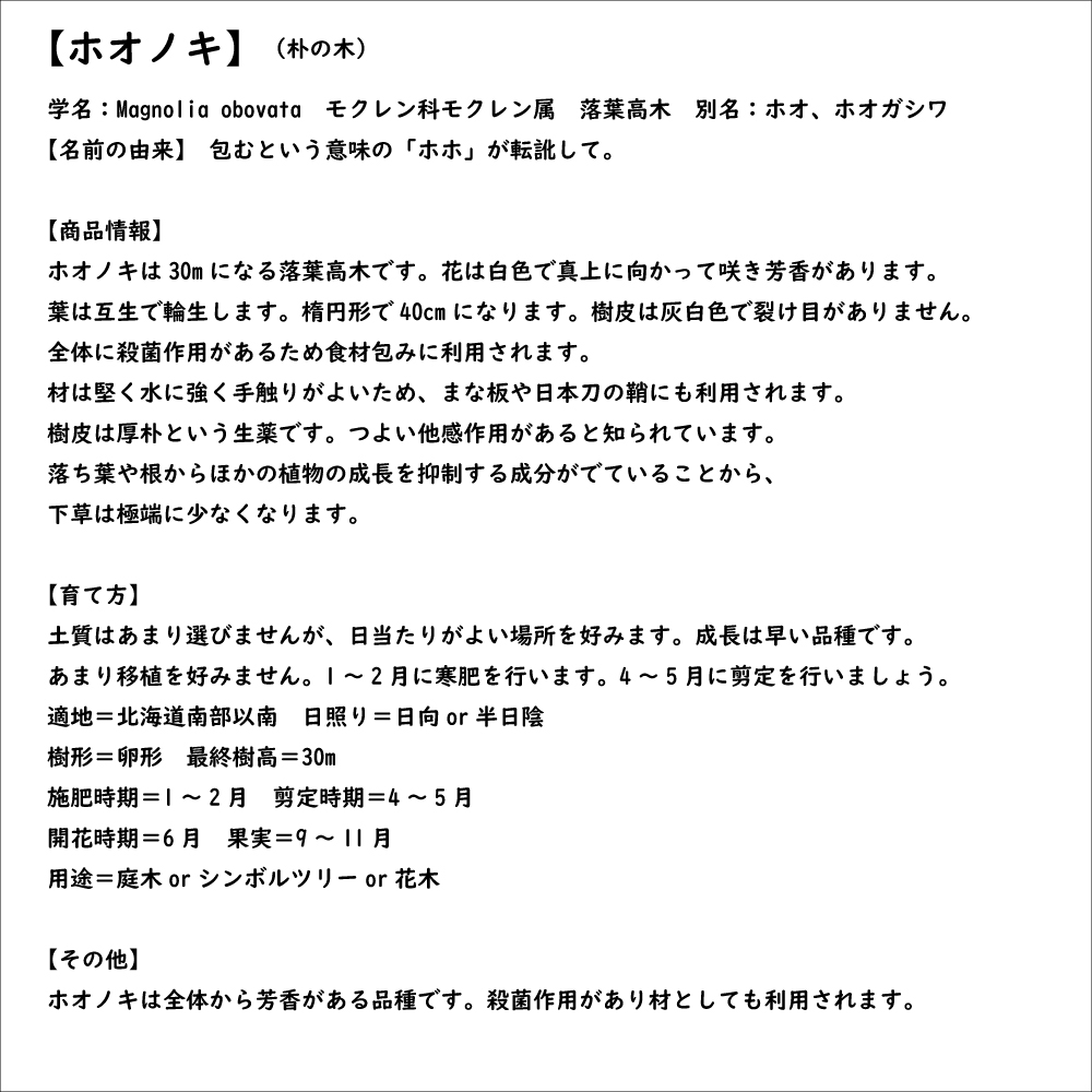 ホオノキ 2.5m 露地 2本 苗木 : 6162259 : トオヤマグリーン - 通販 - Yahoo!ショッピング