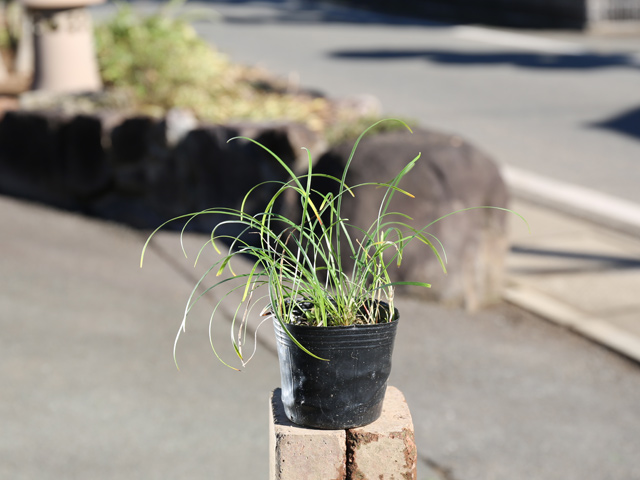 ヒメヤブラン 9.0cmポット 苗の詳細画像1