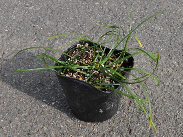 ヒメヤブラン 9.0cmポット 苗の詳細画像2