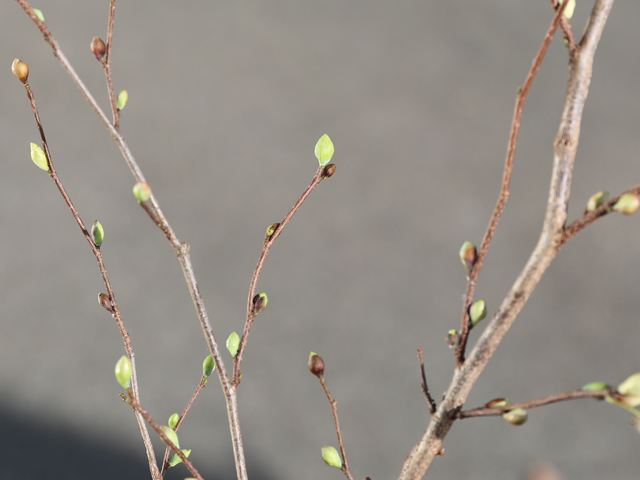 ヒュウガミズキ 0.3m 露地 苗 - 落葉樹