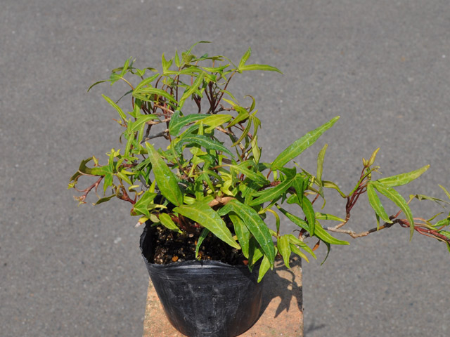 ヘデラ グリーンリップル 9.0cmポット 15個 苗 商品情報