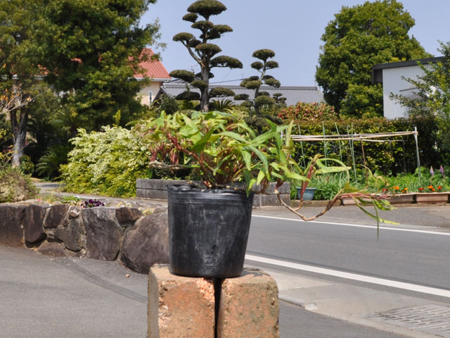 ヘデラ グリーンリップル 9.0cmポット 15個 苗(9653円)