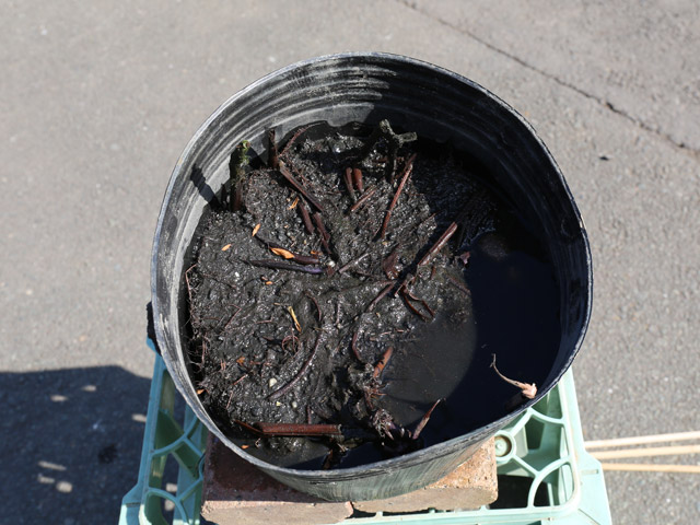 ハス 昭君願影（白桃 中型八重） 24cmポット 2個 苗 商品情報