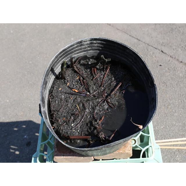 【新商品】 ハス 昭君願影(白桃 中型八重) 24cmポット 2個 苗 【U2185248967】 (14300円)