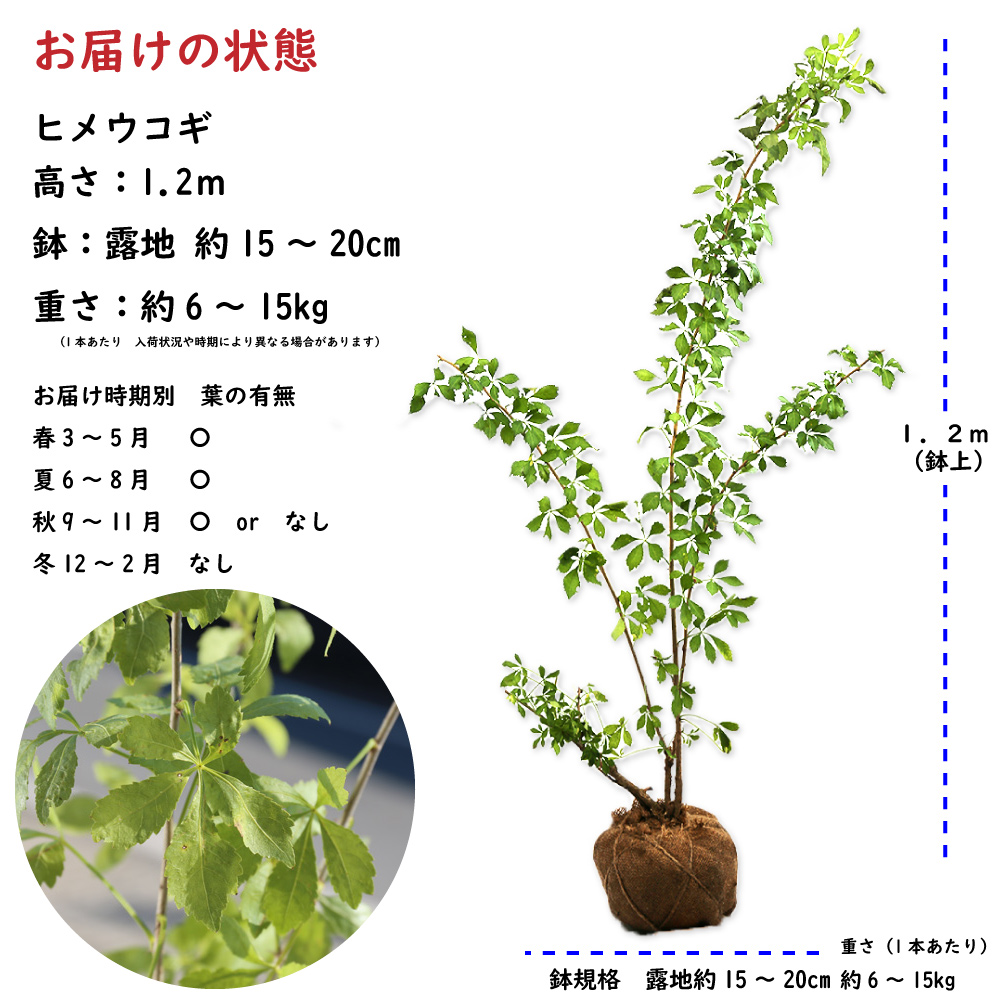 ヒメウコギ 1.2m 露地 苗 ヒメウコギ 商品情報