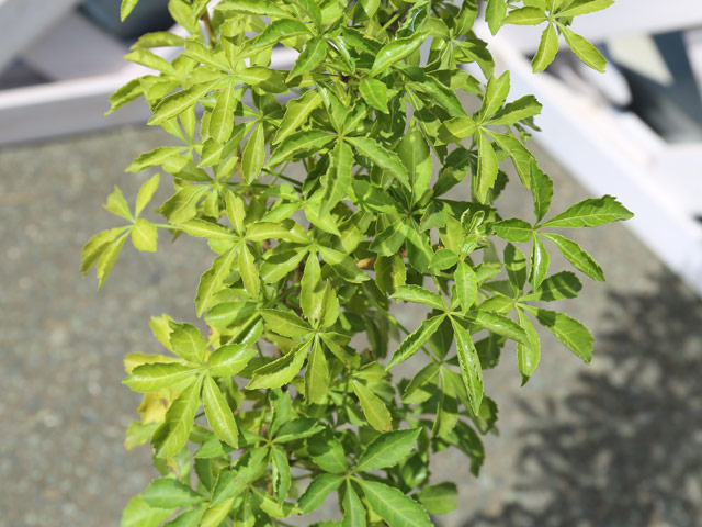 ヒメウコギ 1.2m 露地 苗 ヒメウコギ 商品情報