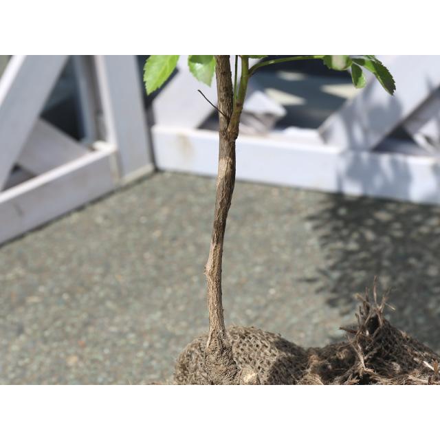 ヒメウコギ 1.2m 露地 苗 ヒメウコギ 商品情報 ヒメウコギ 1.2m 露地 苗 ヒメウコギ 商品情報