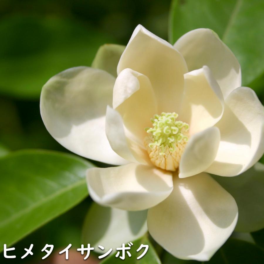 ヒメタイサンボク 1.2m 露地 苗 商品情報 【ヒメタイサンボク】(姫泰山木) 読み:ひめたいさんぼく 学名:Magnol ヒメタイサンボク 1.2m 露地 苗 商品情報 【ヒメタイサンボク】(姫泰山木) 読み:ひめたいさんぼく 学名:Magnol
