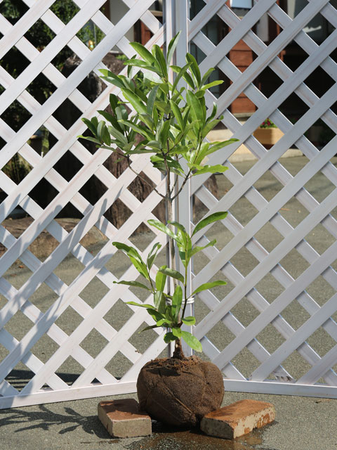 ヒメタイサンボク 0.8m 露地 苗(10010円)