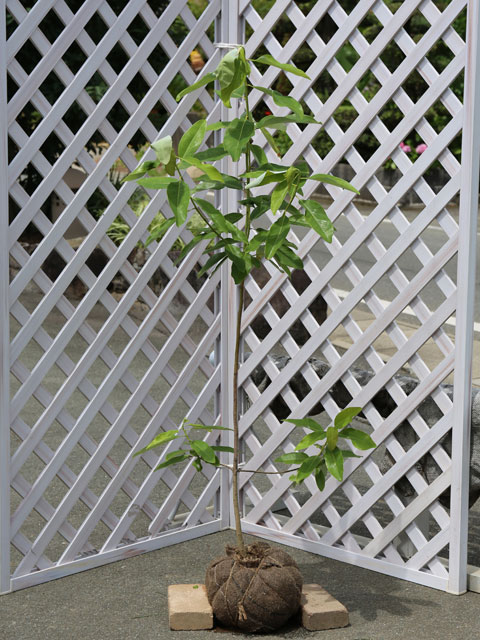 ヒメタイサンボク 1.2m 露地 苗(12870円)