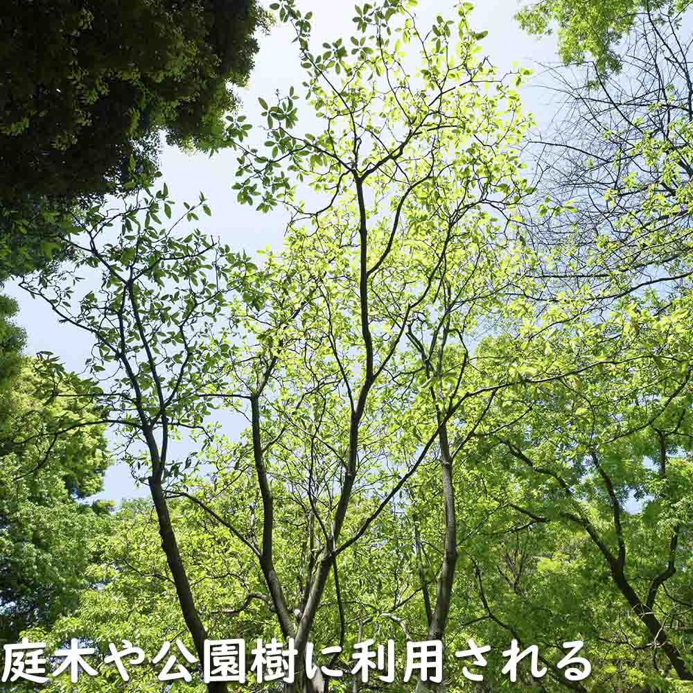 ヒメタイサンボク 1.2m 露地 苗 : トオヤマグリーン - 通販 - Yahoo