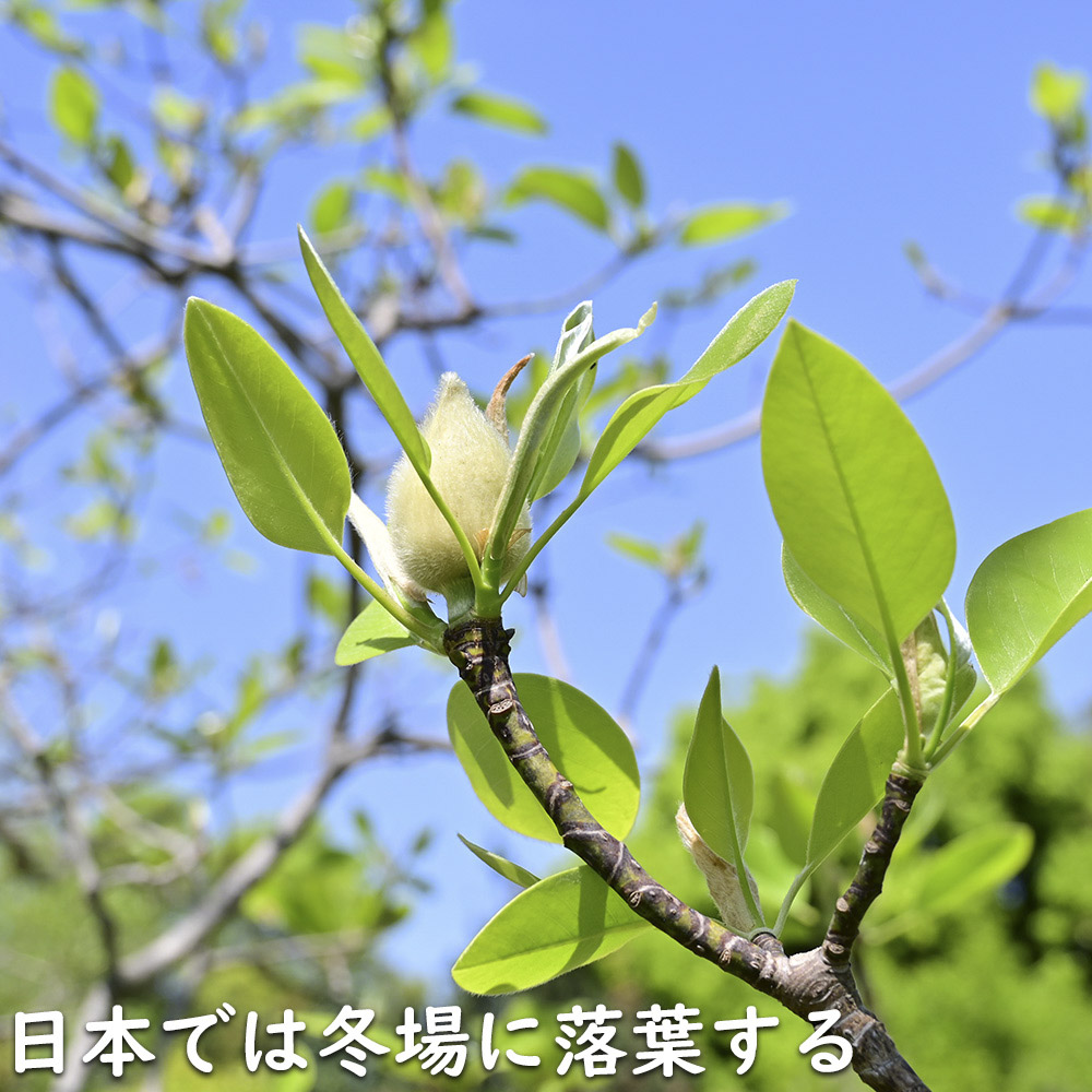 ヒメタイサンボク 1.2m 露地 苗 : トオヤマグリーン - 通販 - Yahoo